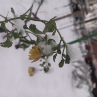 Хризантема :: Сапсан 