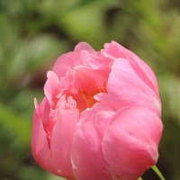 Лето 2025. Июнь :: Наталья Герасимова