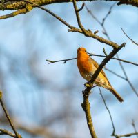 Малиновка :: Владимир Лазарев