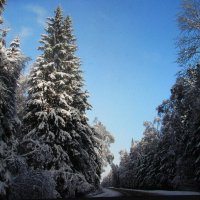 По зимней дороге :: Людмила Смородинская