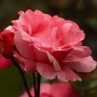 Доброе утро :: Юрий. Шмаков