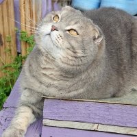 Хорошо на даче! :: Галина Нестратова