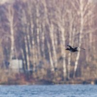 турпан :: юрий макаров