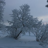 Зимушка :: Ольга Зимушка :: Ольга