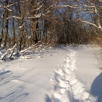 Однажды в студёную зимнюю пору я из лесу вышел.. :: Андрей Заломленков