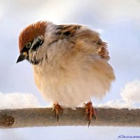 Что-то стало холодать, надо семок поклевать! :: Андрей Заломленков