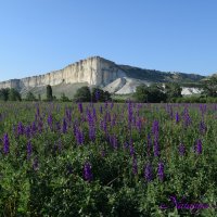 Природа Крыма :: Amazing Cosmea