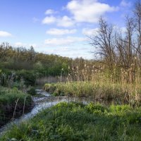 Щепкинский лес. :: Александр. AVG100 ---