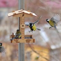 Налетай. :: Татьяна Бравая