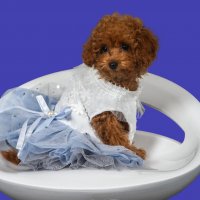 Николь :: Михаил Трофимов