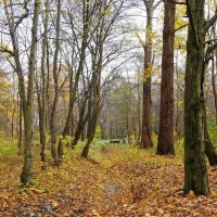 Ашманн парк, Калининград :: Рита Симонова