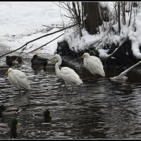 Остались  зимовать :: Aleksandr Gal