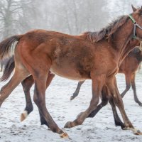 Локотской конезавод Брянская область. :: Галина Ложечникова