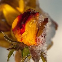 Короткие мгновенья волшебства :: Римма Волченко