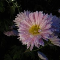 Хризантемы :: Валентин Семчишин