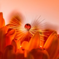 Оранжевый :: Игорь Шевченко