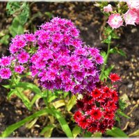 Флоксы :: Ната57 Наталья Мамедова