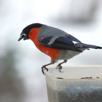 Зато снегири умеют показывать фокусы :) :: Юрий Куликов