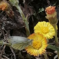 *** :: Зоя Мишина