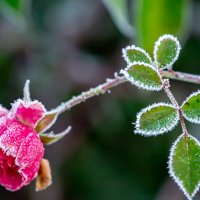 Иней. :: Lucy Schneider 