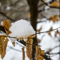 Снежная шляпка. :: Lucy Schneider 