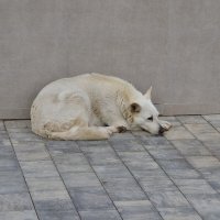 Хорошая собачка :: Александр Рыжов