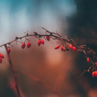 Сегодняшние барбариски :: Игорь Шевченко