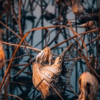 Есть особое очарование в высохших лотосах, красота которых кроется не в цвете, а в форме и линиях :: Дмитрий 