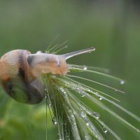 Завтрак после дождя... :: Надежда Куркина 