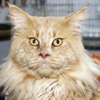 Фото с выставки :: Светлана Ищенко