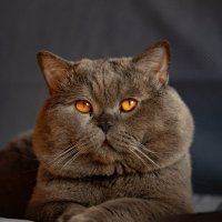 котик Томас :: Екатерина Счасная