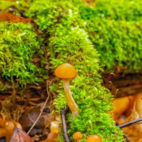 ***** :: Виталий Емельянов