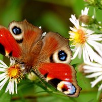 опять про бабочек...228 :: Александр Прокудин