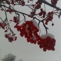 Рябина :: Сапсан 