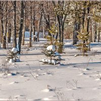 Зимним днём ... :: Aquarius - Сергей