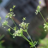 Лето 2025. Июль :: Наталья Герасимова