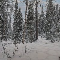 Сибирская тайга :: Aleksey Afonin