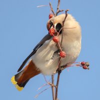 Свиристель :: Виктор Иванович Чернюк