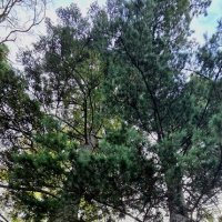 Две сосны :: Марина 