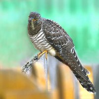 И от кукушки польза. :: Михаил Белоусов