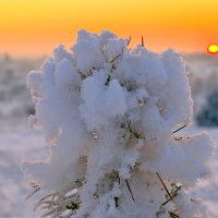 Иней. :: Владимир Мигонькин