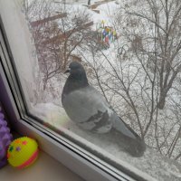 Голубок... :: Андрей Хлопонин