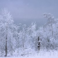 Прогулки по зимнему лесу :: Галина Ильясова