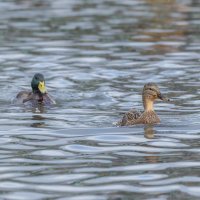 догонялки. :: юрий макаров