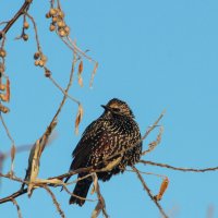 Скворец. :: Александр. AVG100 ---