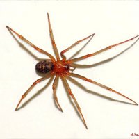 Паучок Сёма тоже поздравляем всех с наступающим Новым годом! :-) :: Андрей Заломленков