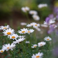 *** :: Иваннович *