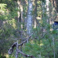 Борется за жизнь. :: ВикТор Быстров