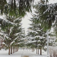 Зимняя аллея :: Галина Нестратова