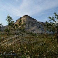 Природа Крыма :: Amazing Cosmea